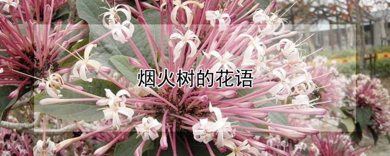 烟火树的花语（花叶烟火树）