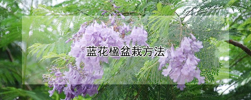 蓝花楹盆栽方法（蓝花楹栽植技术）