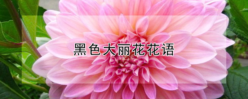 黑色大丽花花语（黑色大丽花花语是什么）