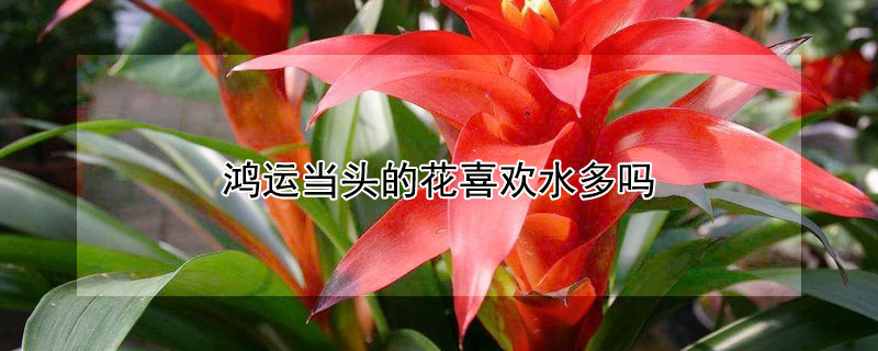 鸿运当头的花喜欢水多吗（鸿运当头这个花喜欢水吗）