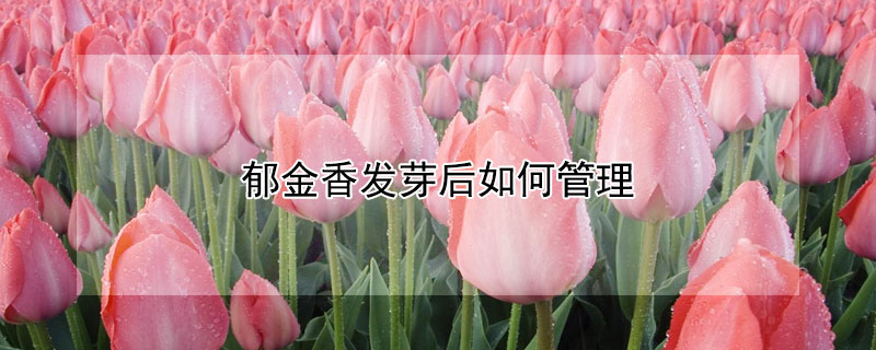 郁金香发芽后如何管理 郁金香出芽后怎么养