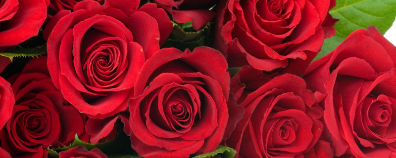 2朵玫瑰代表什么（2朵玫瑰代表什么意思）