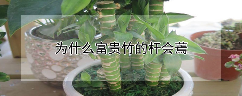 为什么富贵竹的杆会蔫(富贵竹的杆子有点蔫儿)