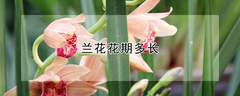 兰花花期多长(兰花花期多长时间浇水)