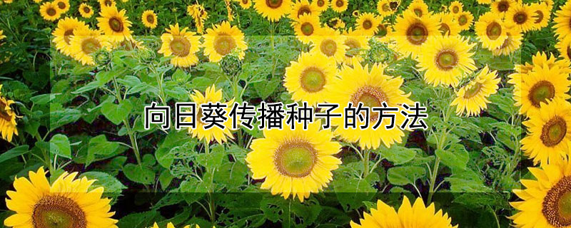 向日葵传播种子的方法 向日葵传播种子的方法顺便写一段话