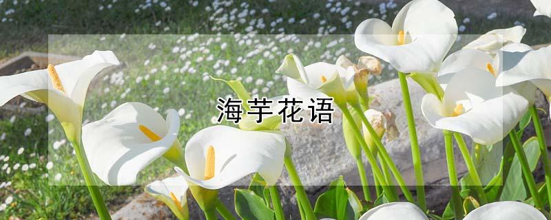 海芋花语 白色海芋花语