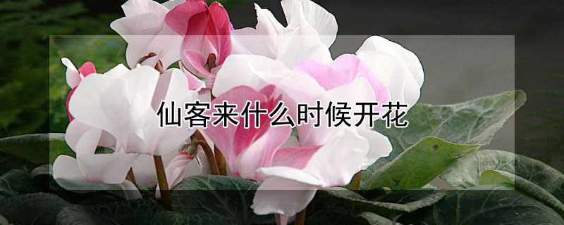 仙客来什么时候开花（仙客来啥时候开花）