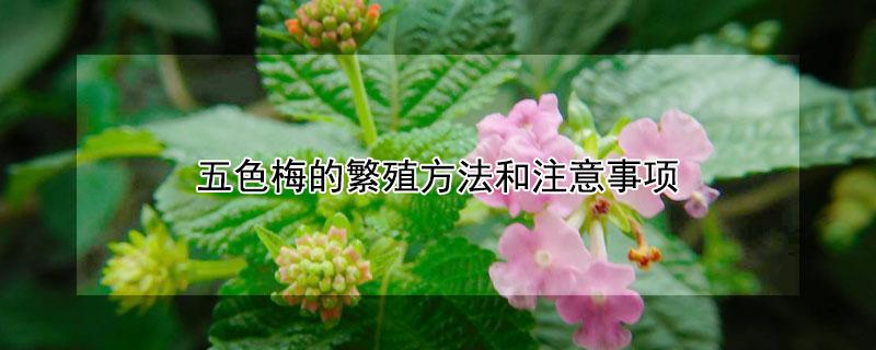 五色梅的繁殖方法和注意事项 五色梅花的养殖方法和注意事项