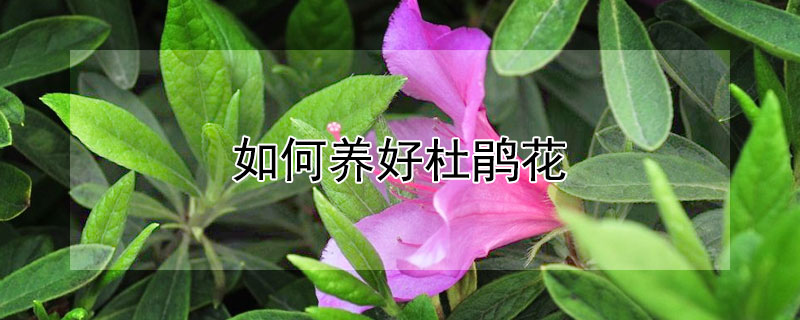 如何养好杜鹃花 如何养好杜鹃花?