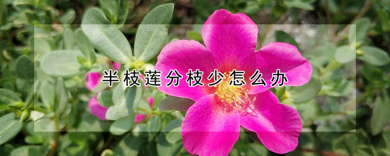 半枝莲分枝少怎么办（半枝莲管什么）