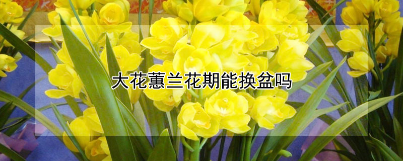 大花蕙兰花期能换盆吗 大花蕙兰开完花怎样换盆