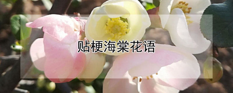 贴梗海棠花语（贴梗海棠花语和寓意）