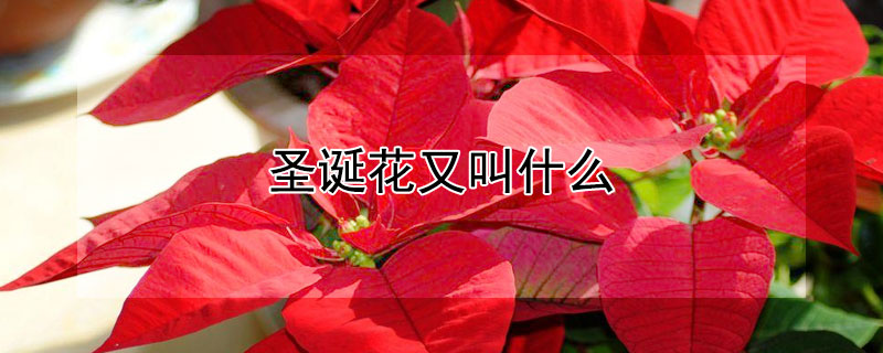 圣诞花又叫什么 圣诞 什么花