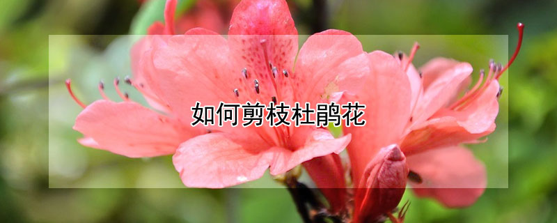 如何剪枝杜鹃花 杜鹃花开完怎么剪枝