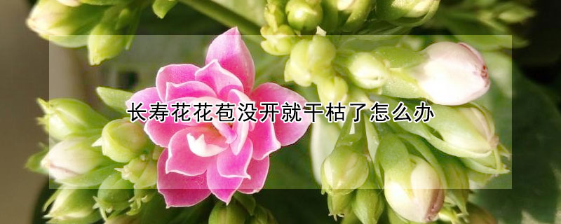 长寿花花苞没开就干枯了怎么办（刚买回来的长寿花花苞好干枯了怎么办）