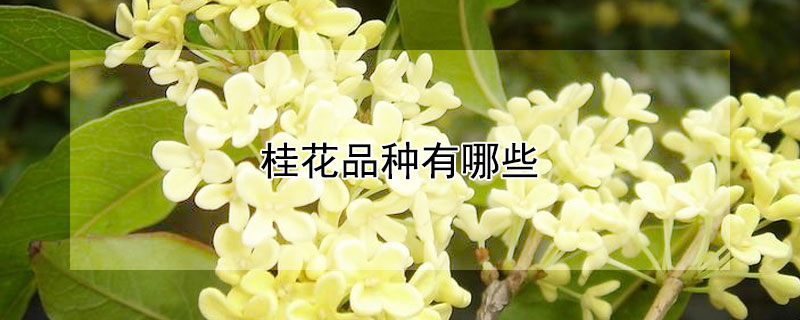 桂花品种有哪些 可用于观赏的桂花品种有哪些