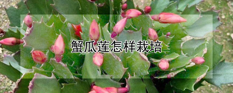 蟹瓜莲怎样栽培（螃蟹莲怎么栽培）