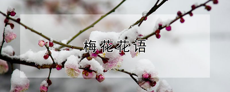 梅花花语 梅花花语是什么象征着什么