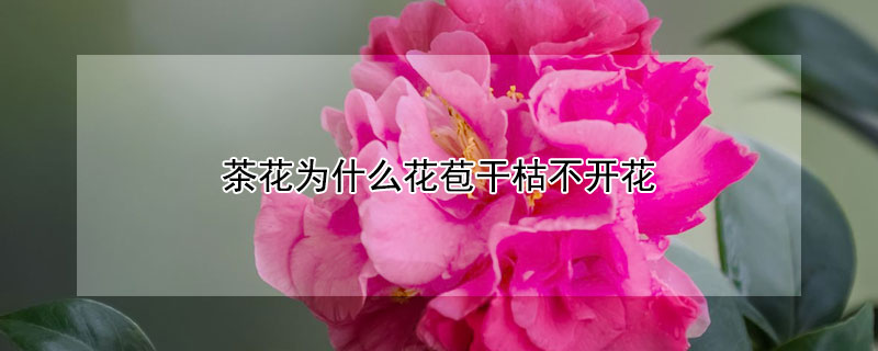 茶花为什么花苞干枯不开花（茶花花苞干枯不长是什么原因）