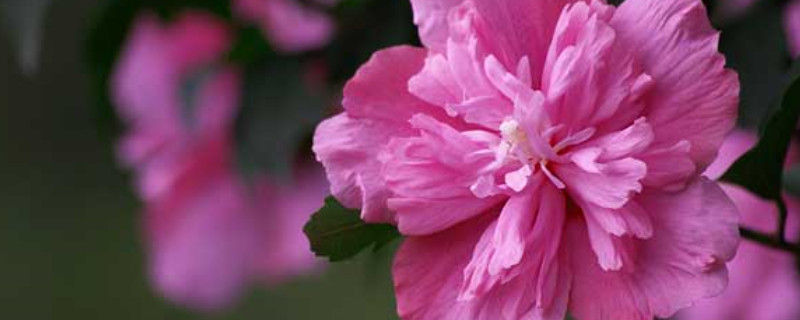 木槿花开什么意思（木槿花开正好是什么意思）