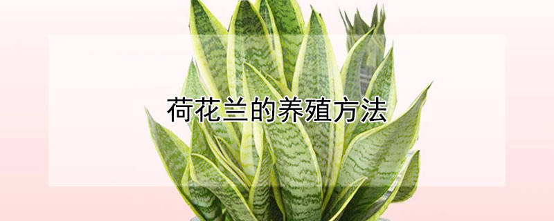 荷花兰的养殖方法 荷花兰的养殖方法和注意事项白掌怎么水养