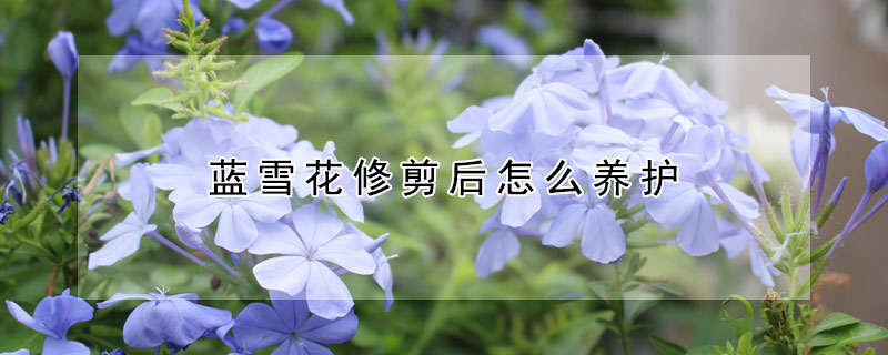 蓝雪花修剪后怎么养护（蓝雪花花后修剪）