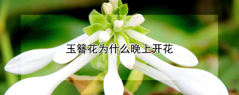 玉簪花为什么晚上开花(玉簪花是晚上开花吗)