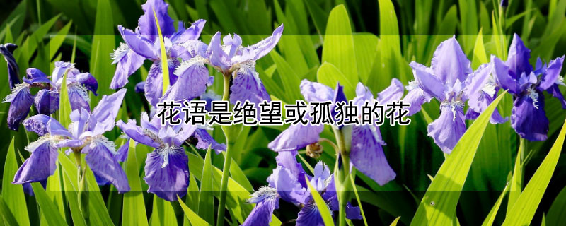 花语是绝望或孤独的花（什么花的花语是绝望和孤独）