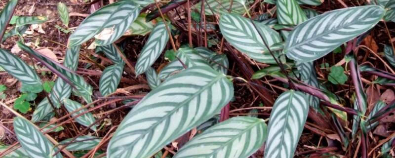 银羽竹芋的花语 银羽竹芋的寓意