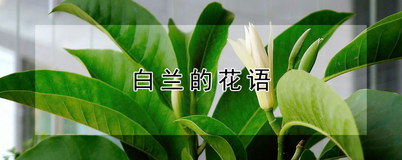 白兰的花语（白云兰花语）