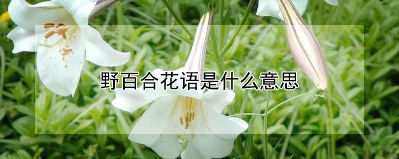 野百合花语是什么意思 野百合花语和象征