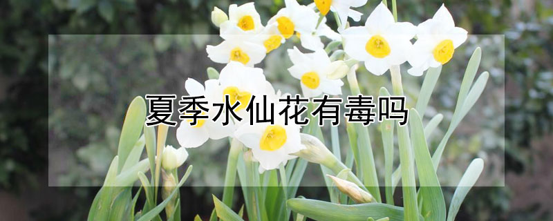 夏季水仙花有毒吗 水仙花是否有毒