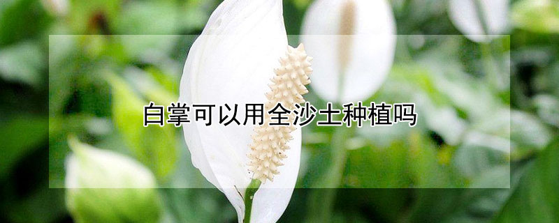 白掌可以用全沙土种植吗 白掌的养殖用什么土