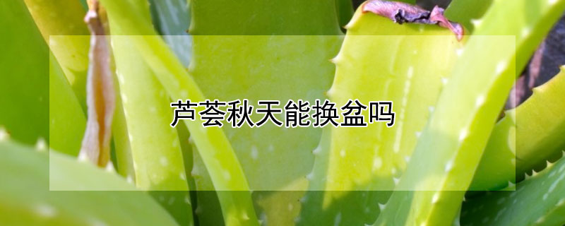 芦荟秋天能换盆吗 春季芦荟换盆