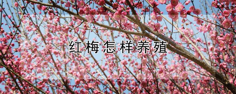 红梅怎样养殖（红梅的养殖方法和注意事项）