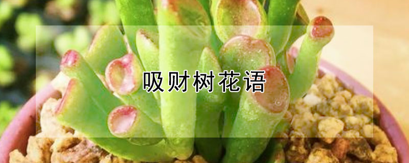 吸财树花语 多肉吸财树花语
