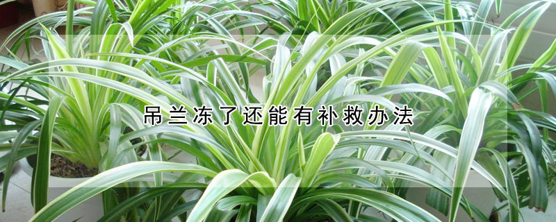 吊兰冻了还能有补救办法 吊兰冻了如何恢复