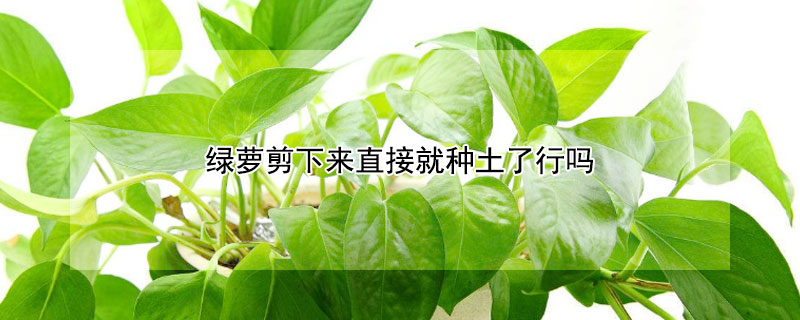 绿萝剪下来直接就种土了行吗（绿萝是不是剪下来就可以种）