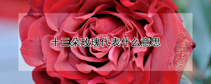 十三朵玫瑰代表什么意思 十三朵玫瑰代表什么意思呢
