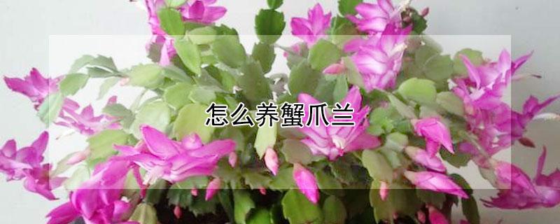 怎么养蟹爪兰（夏天怎么养蟹爪兰）