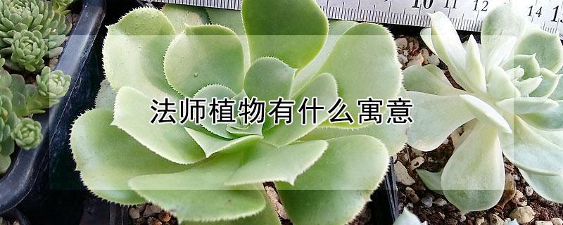 法师植物有什么寓意（法师多肉植物的寓意）