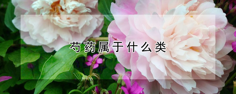 芍药属于什么类（芍药属于什么类型）