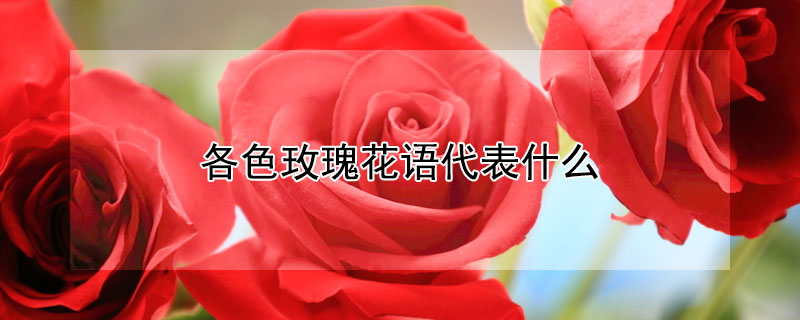 各色玫瑰花语代表什么 各色玫瑰花语是什么