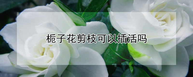 栀子花剪枝可以插活吗 栀子花剪根枝条能活吗?
