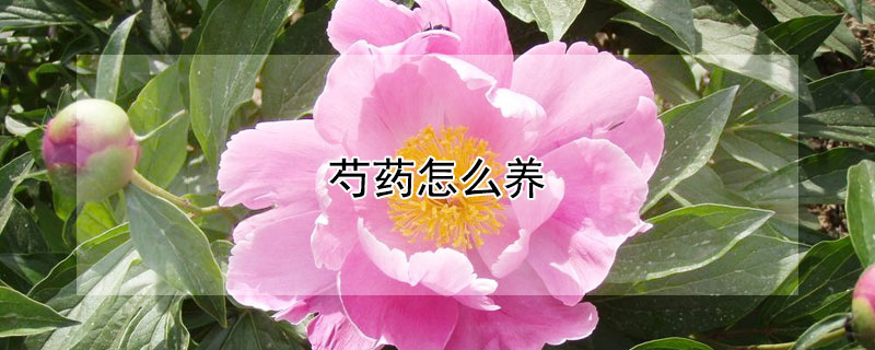 芍药怎么养（芍药怎么养护）