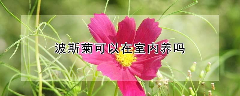 波斯菊可以在室内养吗（波斯菊可以在家养吗）