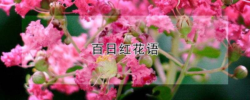 百日红花语（百日红花语是什么）