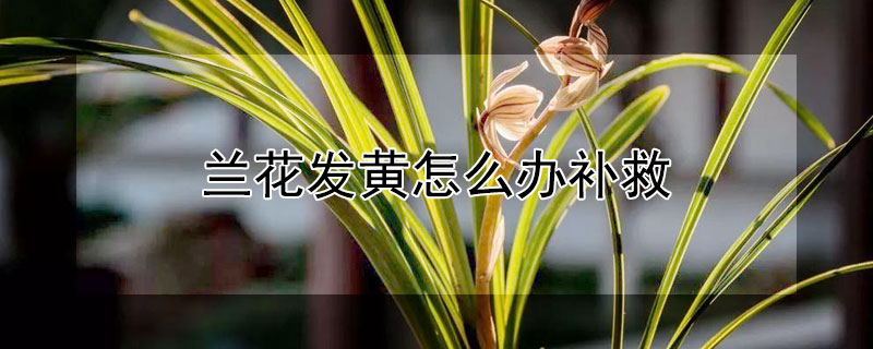 兰花发黄怎么办补救（兰花发黄怎么处理）