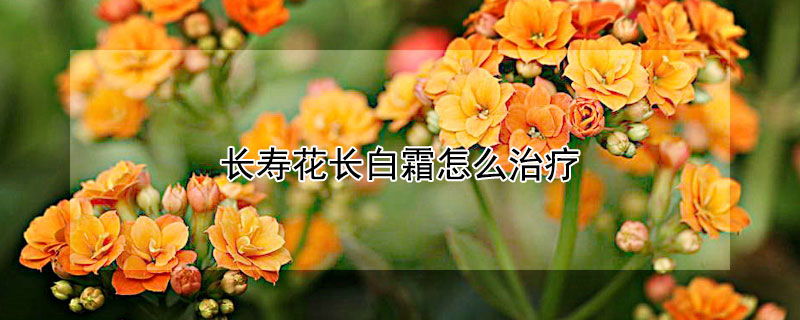 长寿花长白霜怎么治疗(长寿花得了白霜病怎么治疗)