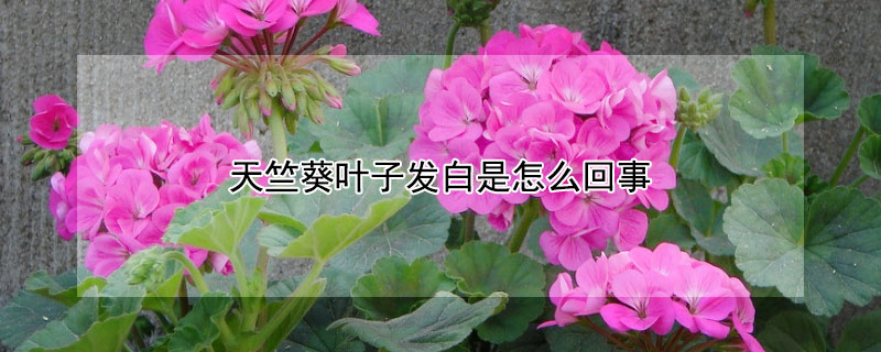 天竺葵叶子发白是怎么回事 天竺葵 叶子发白